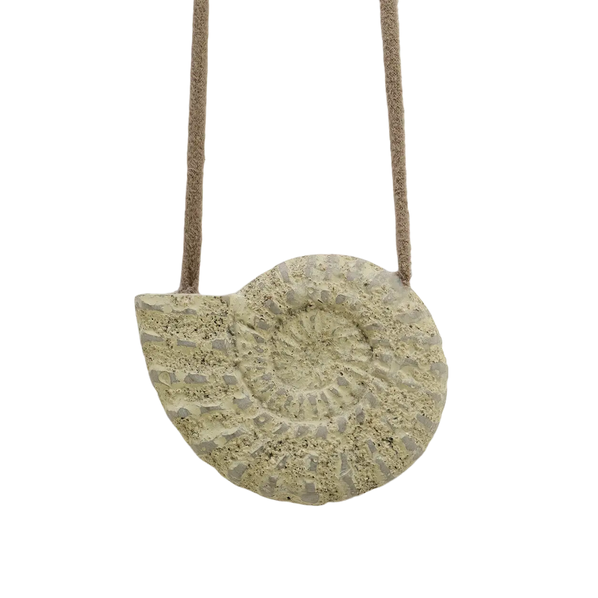 Fossil Voluta Calcaire