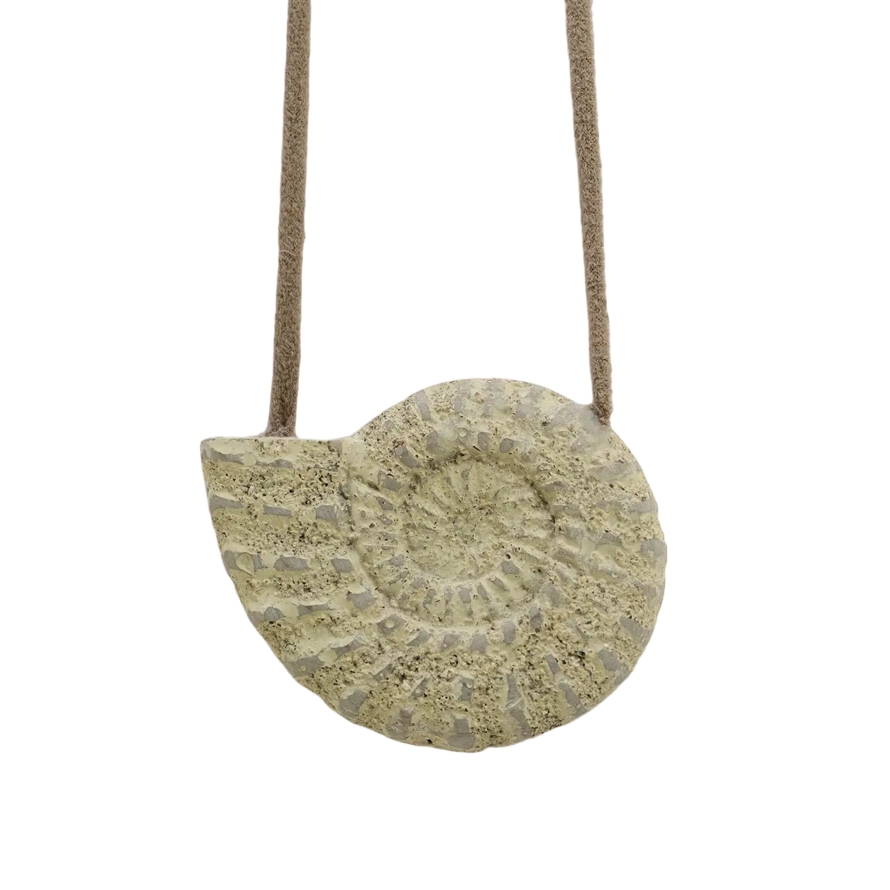Fossil Voluta Calcaire